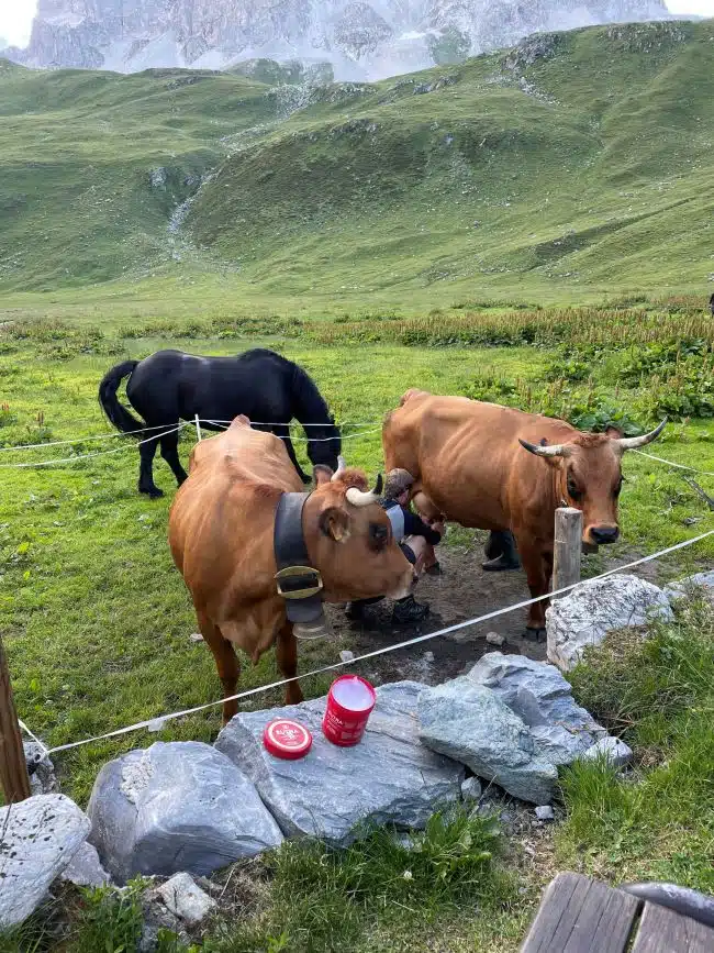 Les vaches Island et Mandarine pendant la traite du matin et la jument Carbone.